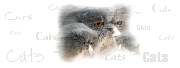 Fototasse Perserkatze