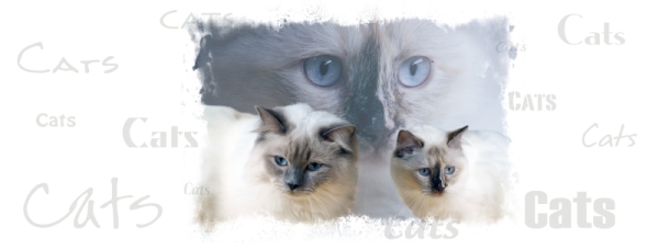 Fototasse Ragdoll