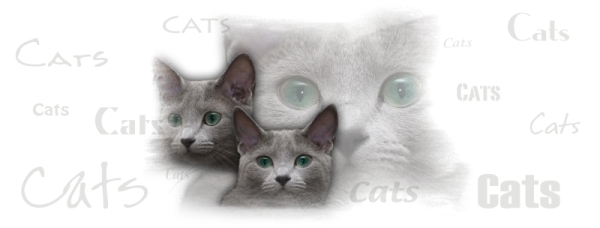 Fototasse Russisch Blau #2