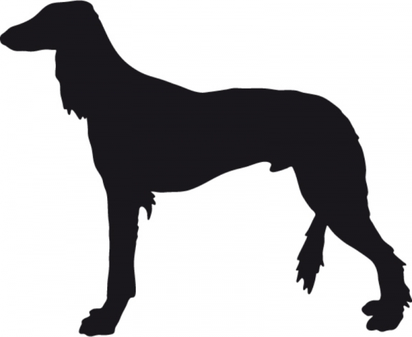 Saluki stehend Silhouette