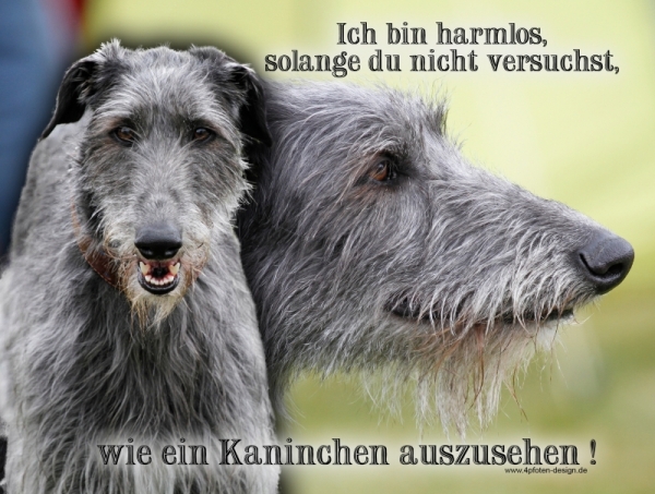 Aluminiumschild Scottish Deerhound