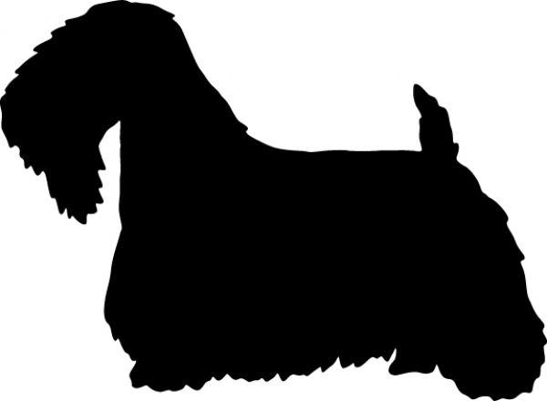 Sealyham Terrier stehend Silhouette