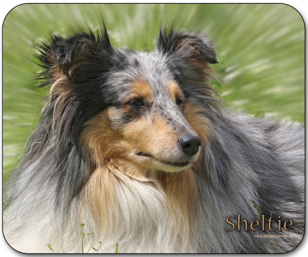 Mousepad Sheltie