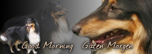 Fototasse Sheltie