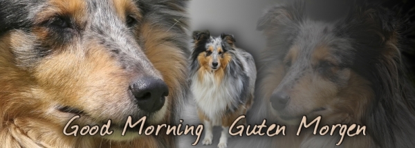 Fototasse Sheltie