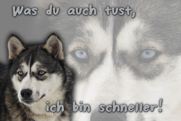 Aluminiumschild Siberian Husky