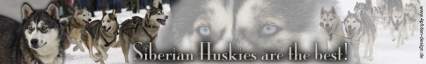 Autoaufkleber Siberian Husky