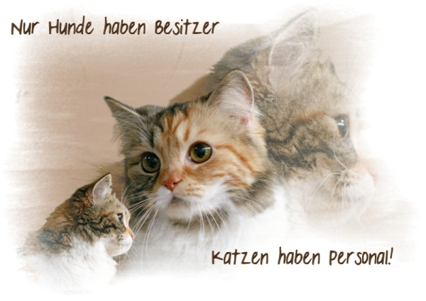 Fototasse Sibirische Waldkatze