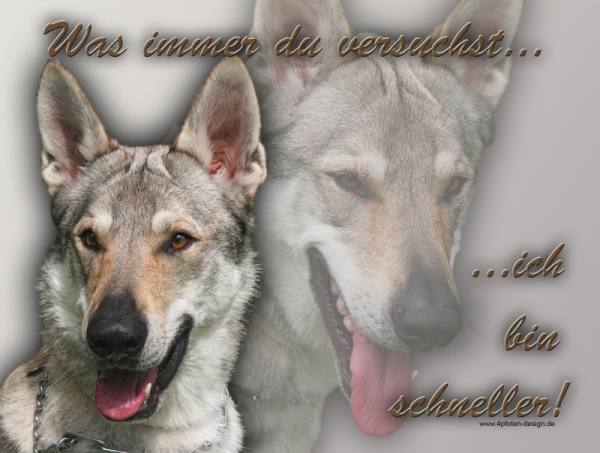 Aluminiumschild Tschechischer Wolfhund