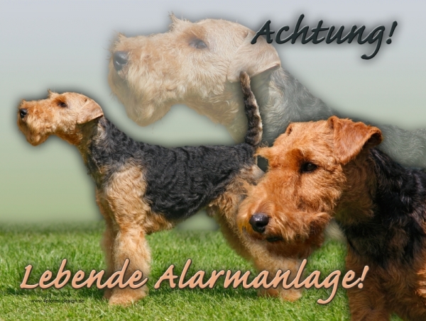 Aluminiumschild welsh terrier