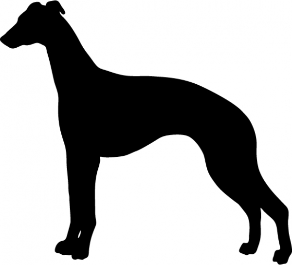 Whippet stehend Silhouette