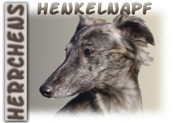 Fototasse Whippet (Langhaar Whippet) Herrchen/Frauchen