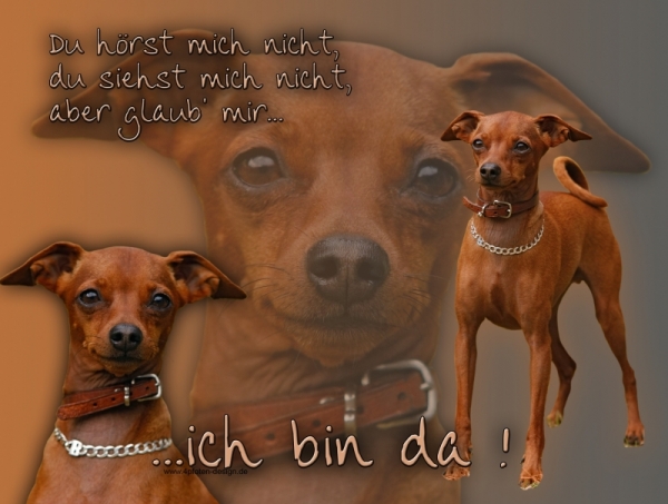 Aluminiumschild Zwergpinscher