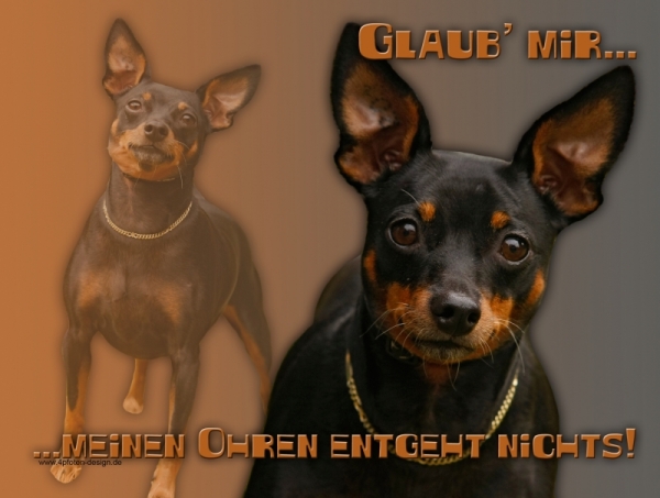 Aluminiumschild Zwergpinscher