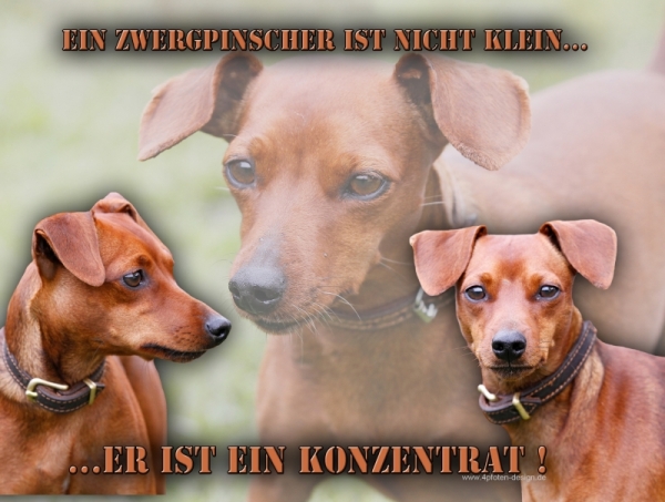 Aluminiumschild Zwergpinscher