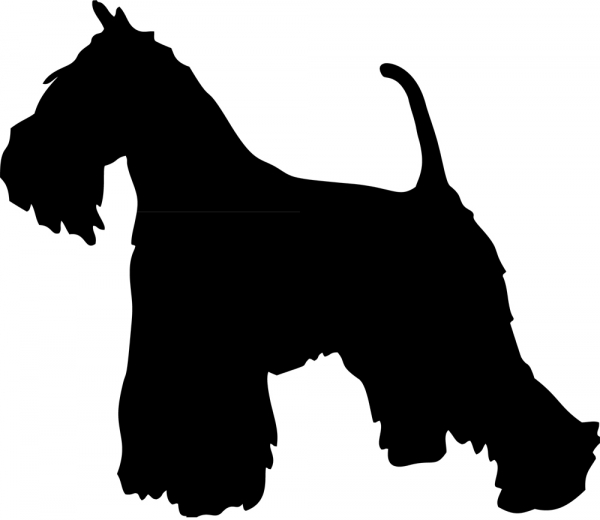 Zwergschnauzer stehend Silhouette