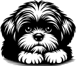 Aufkleber Shih-Tzu Kopf