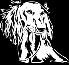 Aufkleber Saluki Kopf