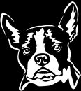 Aufkleber Boston Terrier Kopf