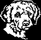 Aufkleber Lagotto Kopf