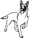 Aufkleber Malinois