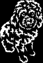 Aufkleber Cavapoo