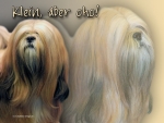 Aluminiumschild lhasa apso