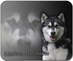 Mousepad Alaskan Malamute