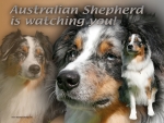 Aluminiumschild Australian Shepherd