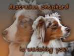 Aluminiumschild Australian Shepherd