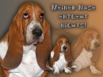 Aluminiumschild Basset