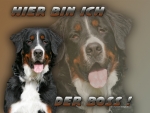 Aluminiumschild Berner Sennenhund