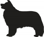 Border Collie stehend Silhouette