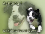 Aluminiumschild Border Collie