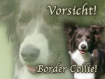 Aluminiumschild Border Collie