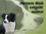 Aluminiumschild Border Collie