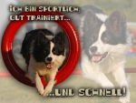 Aluminiumschild Border Collie