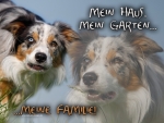 Aluminiumschild Border Collie