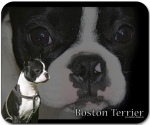 Mousepad Boston Terrier