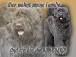 Aluminiumschild Bouvier des Flandres