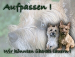 Aluminiumschild Cairn Terrier