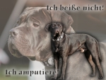 Aluminiumschild Cane Corso