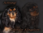 Aluminiumschild Cavalier King Charles Spaniel