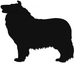 Collie (Langhaar) stehend Silhouette