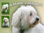 Aluminiumschild coton de tulear