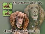 Hundewarnschild Deutsch Langhaar #1