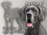 Aluminiumschild Deutsche Dogge