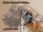 Hundewarnschild Deutsche Dogge #7