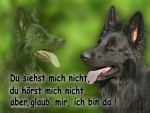 Hundewarnschild Deutscher Schäferhund #1