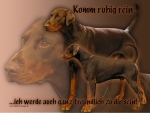 Aluminiumschild Dobermann